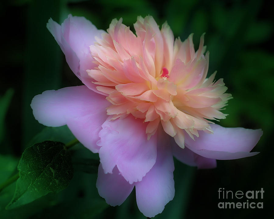 Pink Peony Flower Photograph by Smilin Eyes Treasures