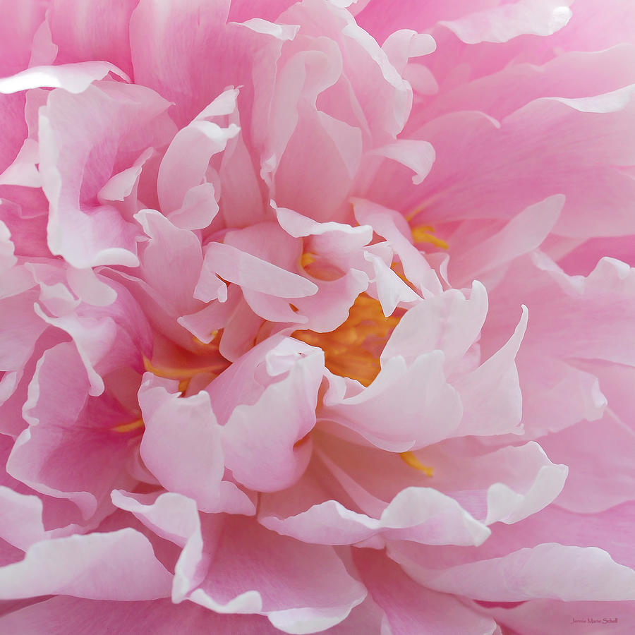 Pink Peony Flower Waving Petals  Photograph by Jennie Marie Schell