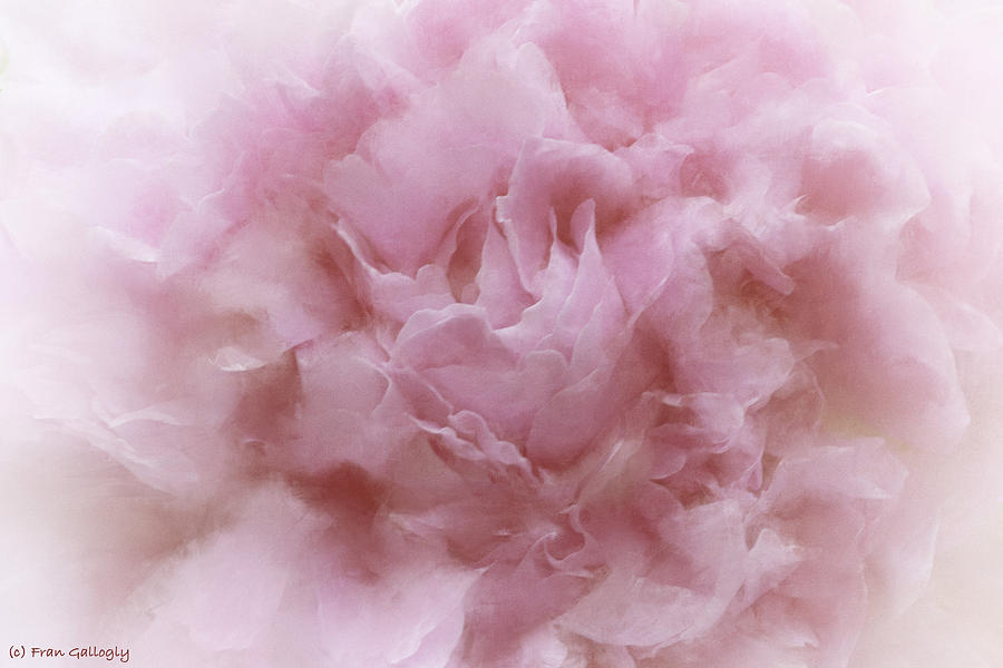 Pink Peony Photograph by Fran Gallogly