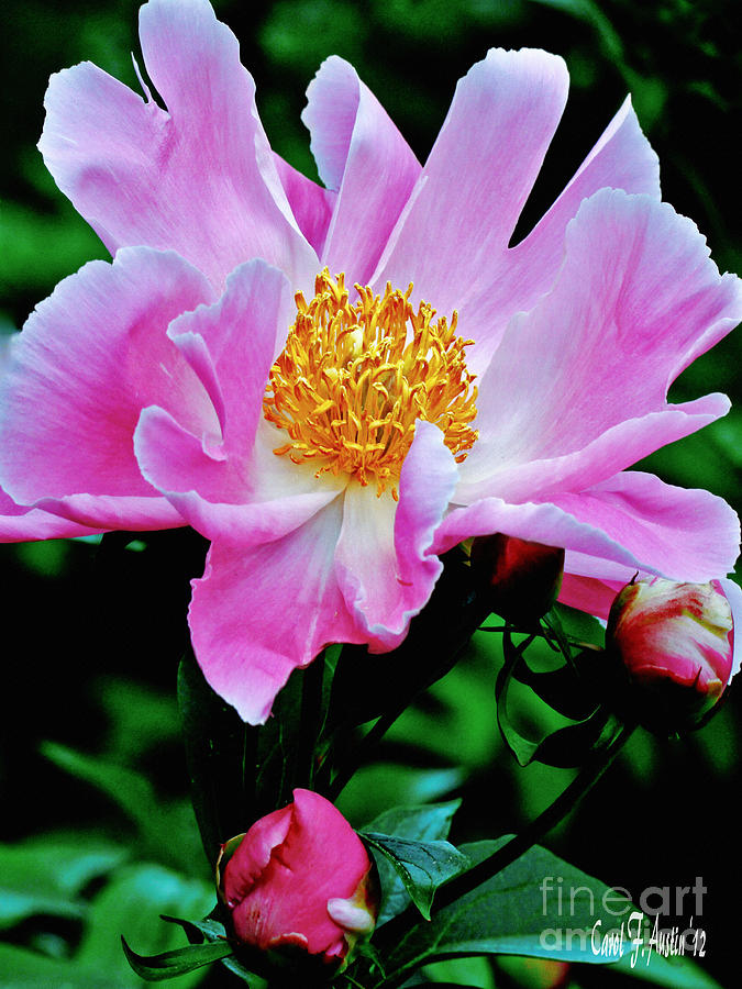 Pink Peony Garden  Photograph by Carol F Austin