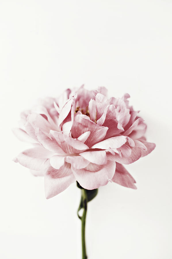 Pink peony Photograph by Image - Natasha Maiolo Pink peony Photograph by Image - Natasha Maiolo
