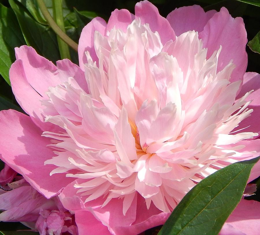 Pink Peony Photograph by Judy Genovese