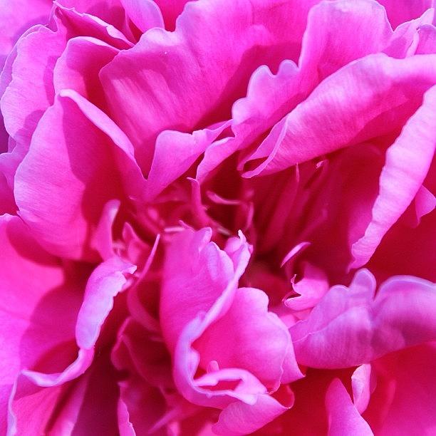 Flower Photograph - Pink Peony by Justin Connor