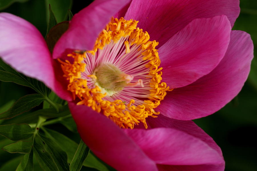 Flowers Still Life Photograph - Pink Peony Magic by Rosanne Jordan