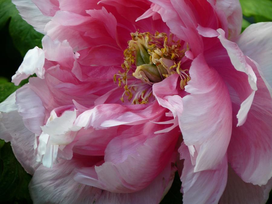 Pink Peony Open Wide Photograph by Jeanette Oberholtzer