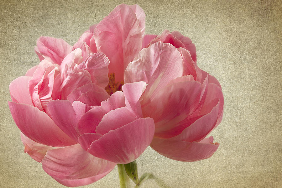 Pink Peony Photograph by Peggy Kahan
