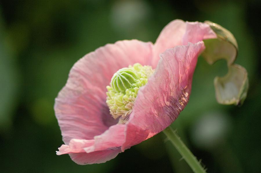 Pink Peony Poppy Photograph by Science Photo Library Pink Peony Poppy Photograph by Science Photo Library