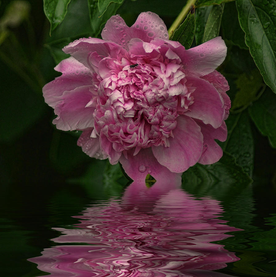 Flower Photograph - Pink Peony Reflection by Rick Friedle