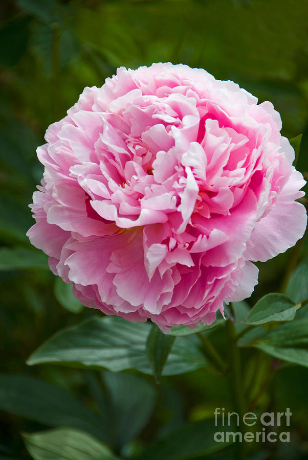 Pink Peony Photograph by Richard and Ellen Thane