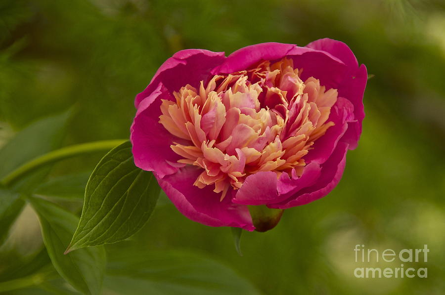 Pink Peony Photograph by Sean Griffin