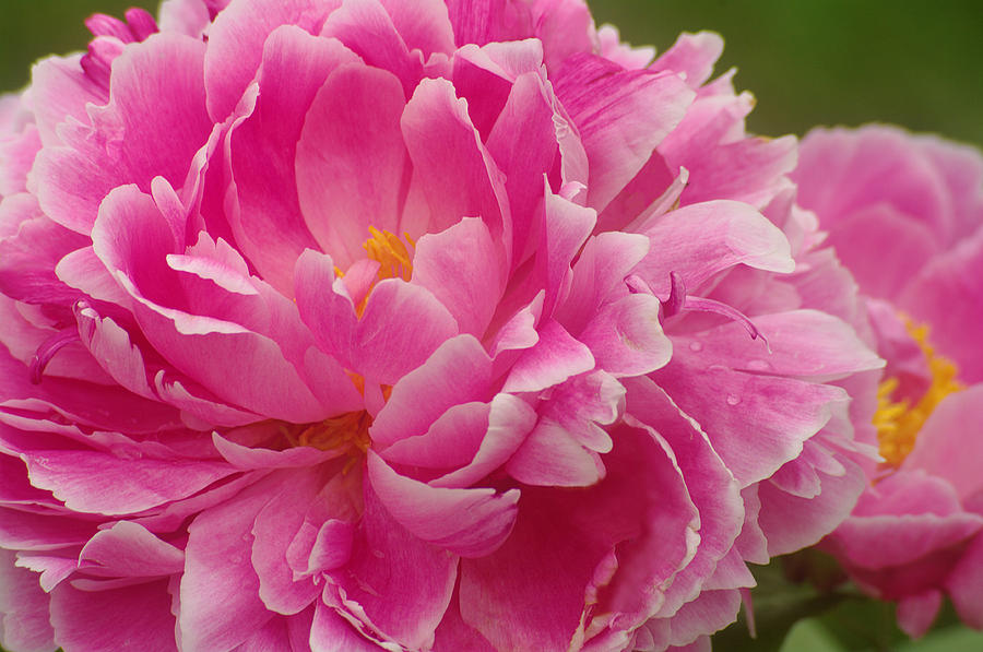 Pink Peony Photograph by Suzanne Powers