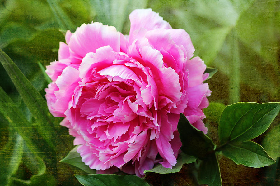 Pink Peony Photograph by Trina  Ansel