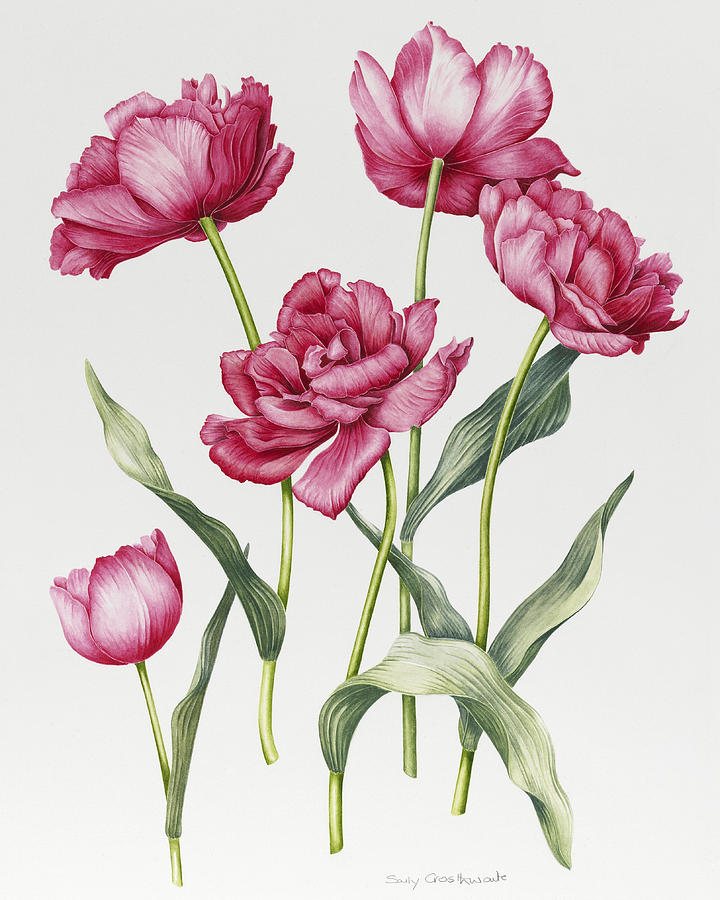 Tulip Painting - Pink Peony Tulips by Sally Crosthwaite