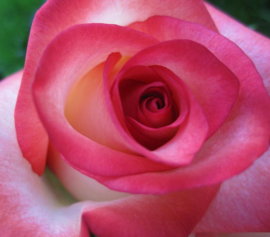 Flower Photograph - Pink Perfection by Bonita Brandt