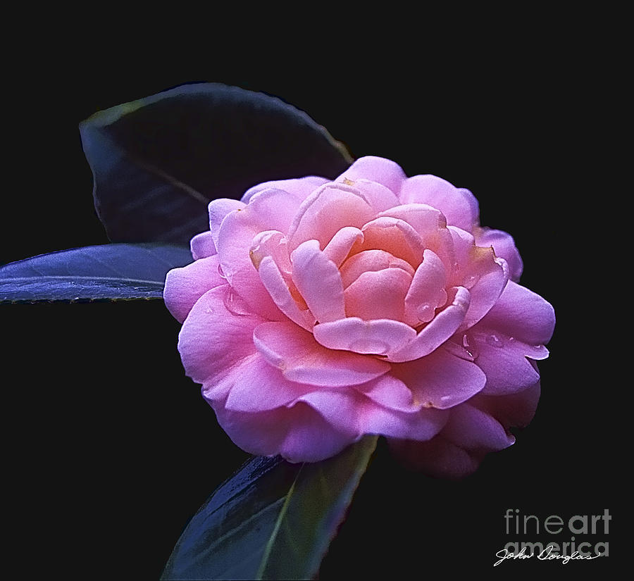 Pink Perfection Photograph by John Douglas