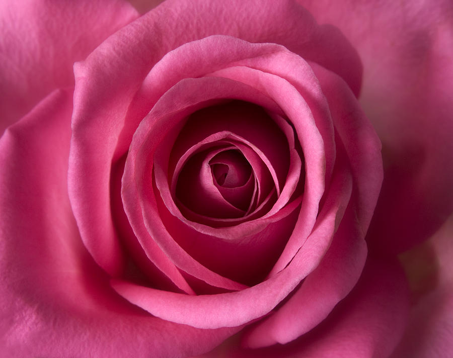 Pink Perfection - Roses Flowers Macro Fine Art Photography Photograph by Nadja Drieling - Flower- Garden and Nature Photography - Art Shop