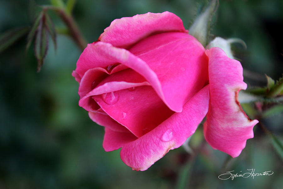 Pink Perfection Photograph by Sylvia Thornton
