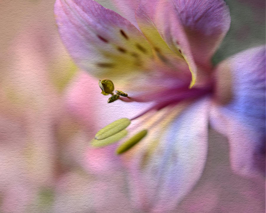 Pink Peruvian Lily Photograph by Ann Bridges