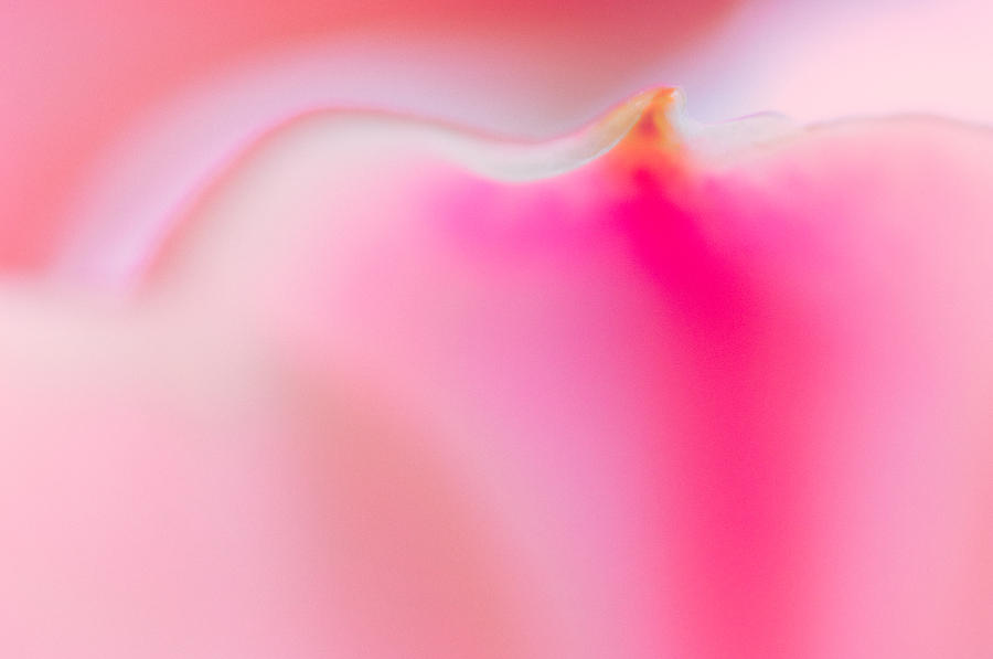 Pink Petal Photograph by Joan Herwig