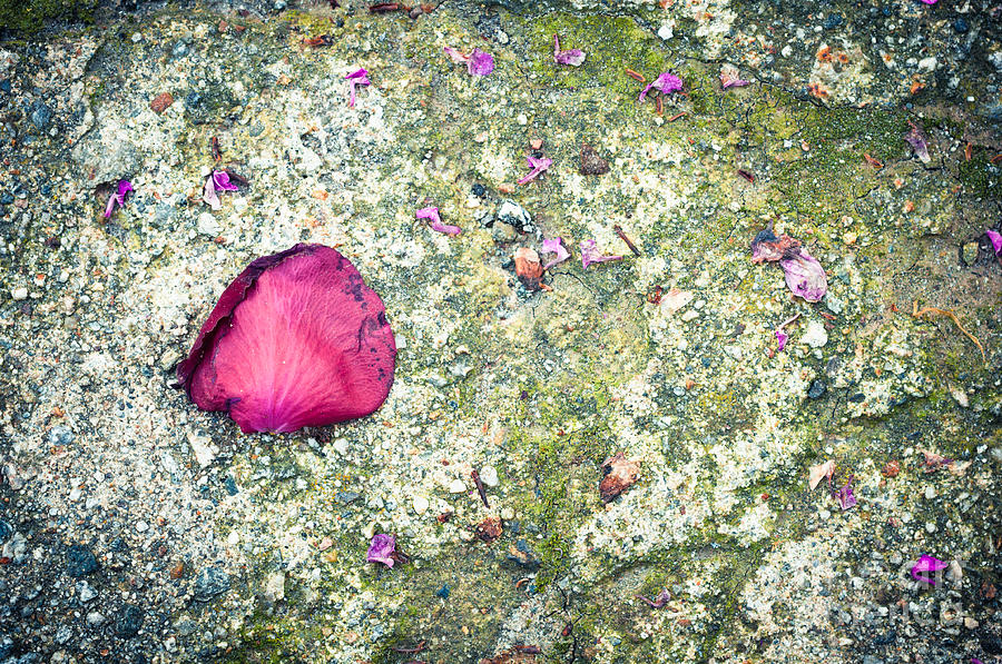 Flowers Still Life Photograph - Pink petal by Silvia Ganora