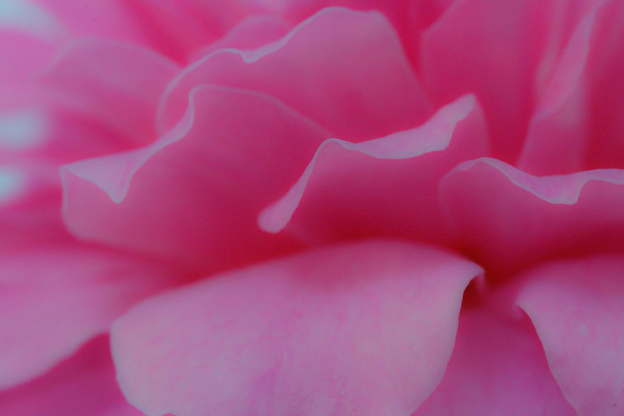 Pink Petals 1 Photograph by W Chris Fooshee