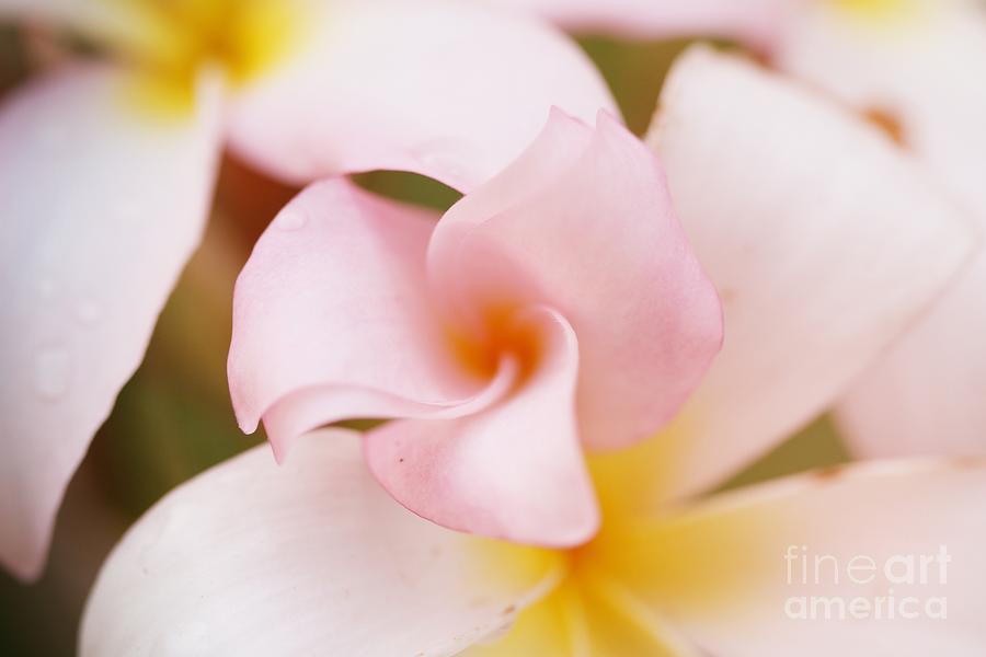 Spring Photograph - Pink Petals by Audreen Gieger
