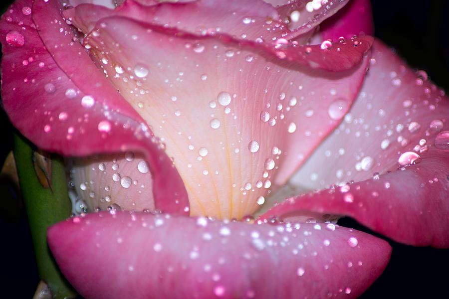 Rose Photograph - Pink petals by Camille Lopez