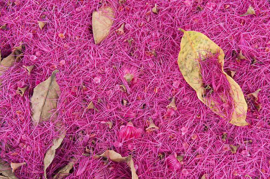 Pink Petals Carpet Rainforest Floor Photograph by Pete  Oxford
