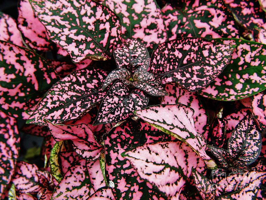 Pink - Plant - Petals Photograph by D Hackett