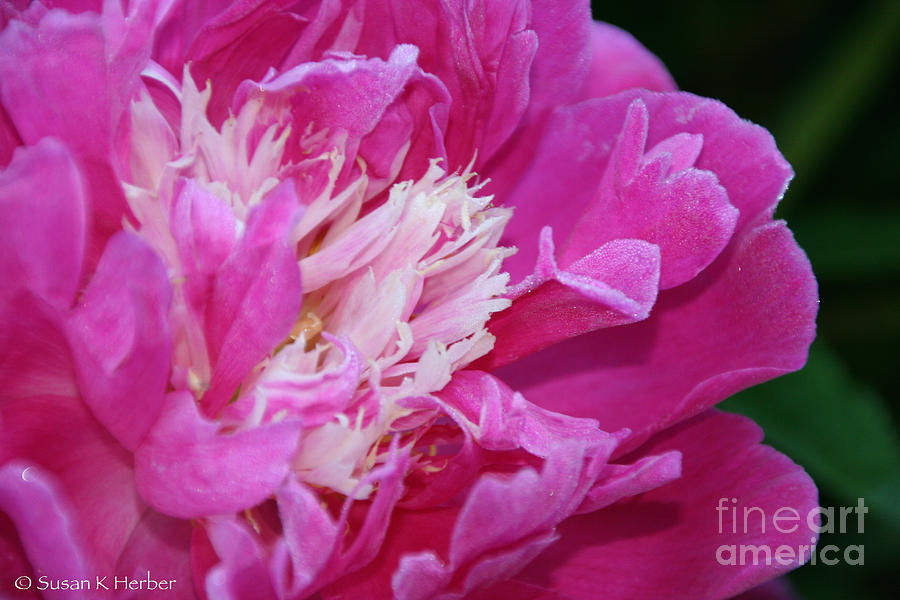 Pink Petals For You Photograph by Susan Herber