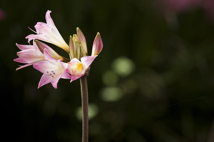Flower Photograph - Pink Petals by Geoff Scott Flower Photograph - Pink Petals by Geoff Scott