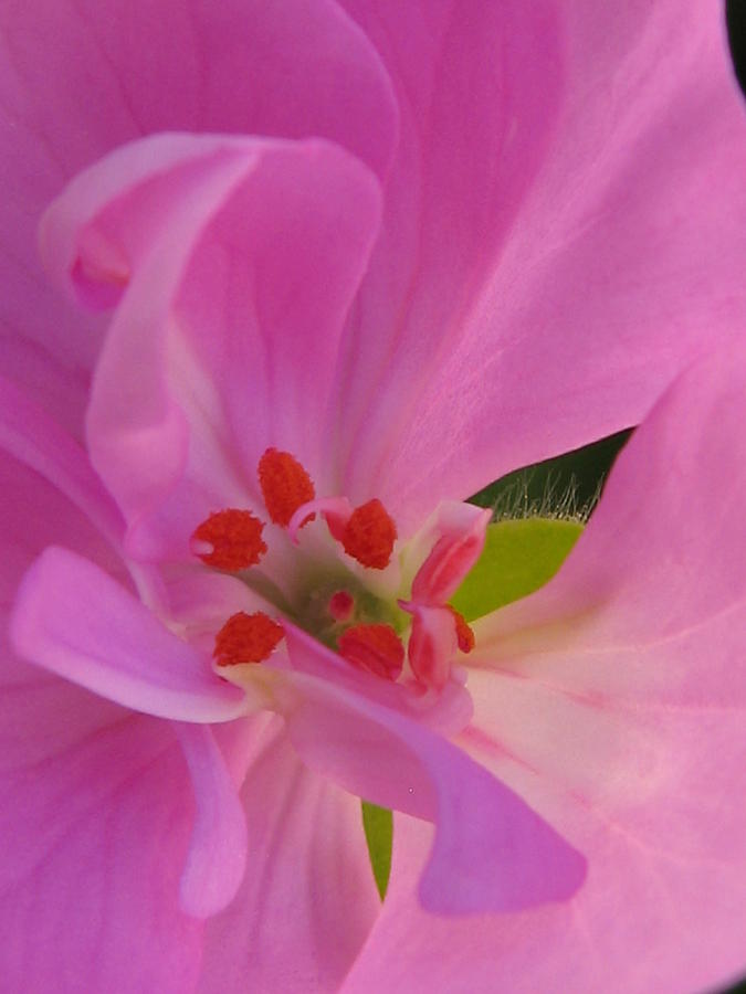 Pink Petals II Photograph by Tracy Male