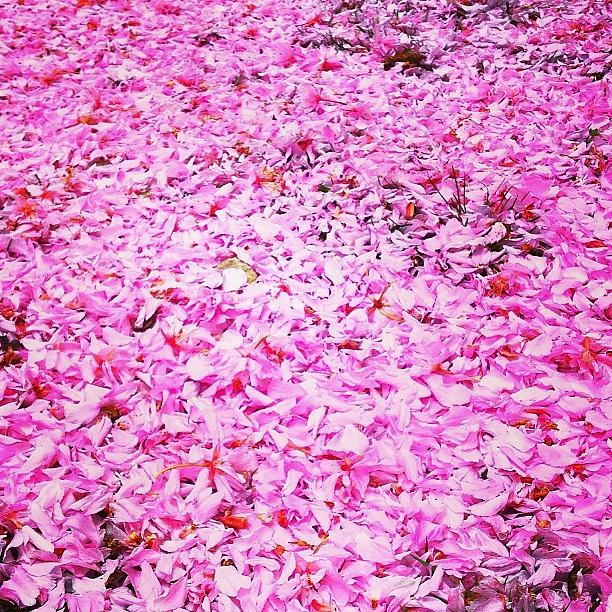 Pink Petals In Front Of My House.. So Photograph by Julianne Watson