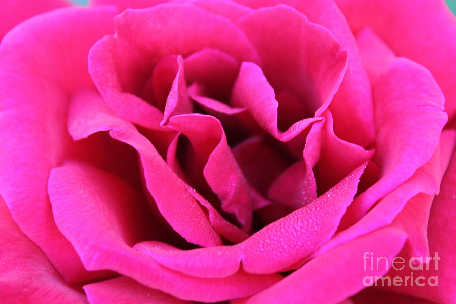 Pink Petals Photograph by Jennifer E Doll