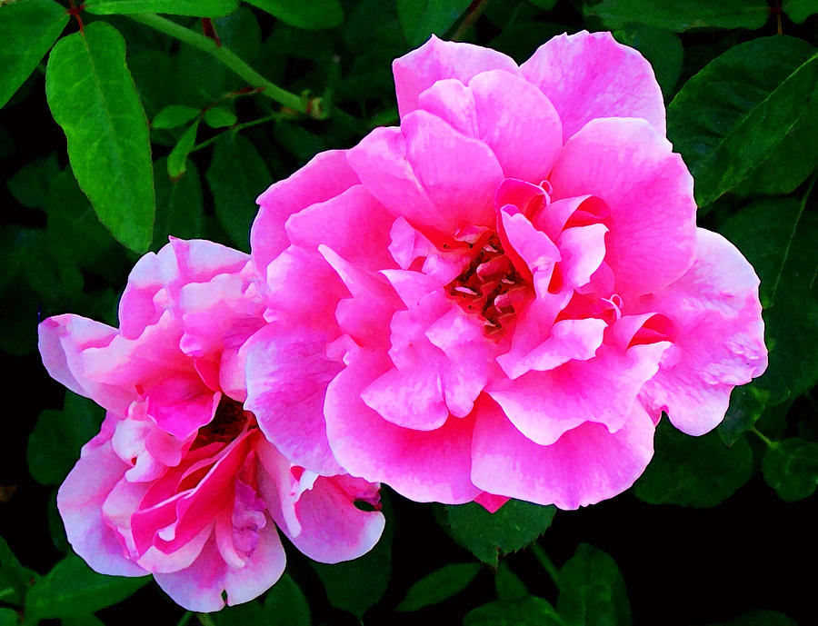 Pink Petals Digital Art by Kara  Stewart