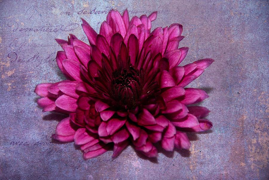 Pink Petals Digital Art by Linda Segerson