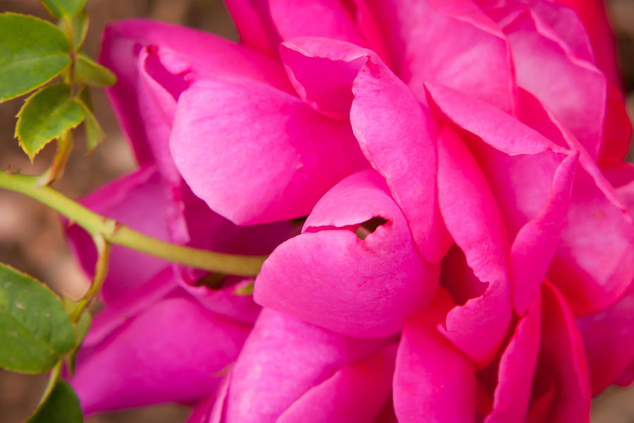 Pink Petals Photograph by Melinda Ledsome