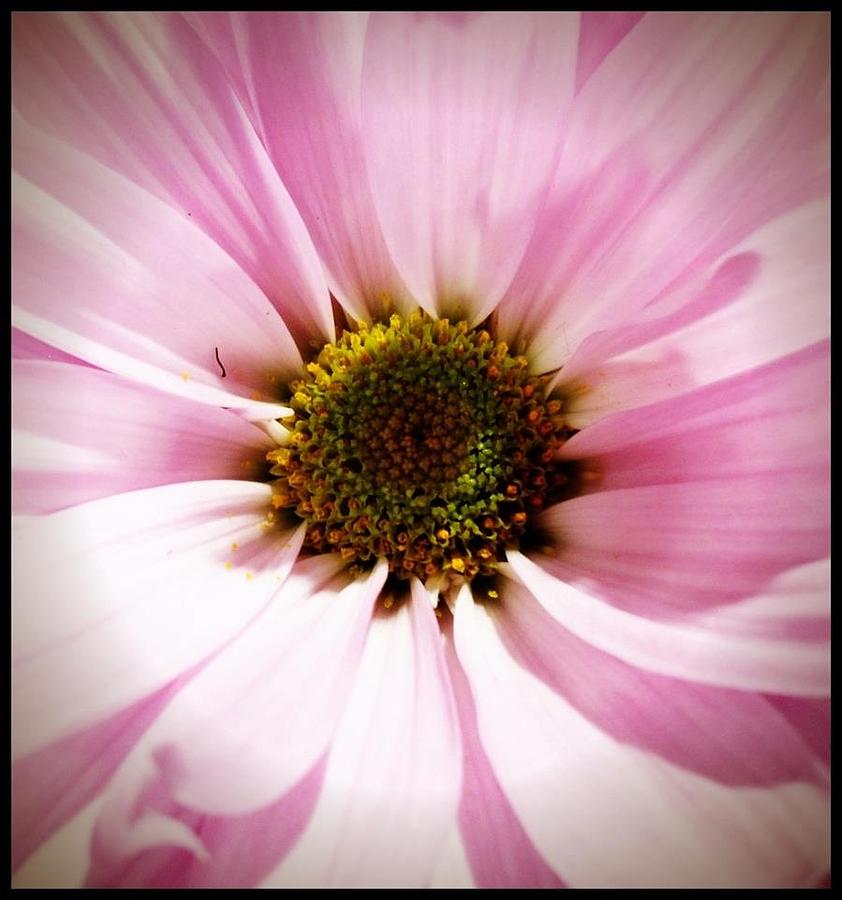 Flowers Still Life Photograph - Pink petals by Michele Monk