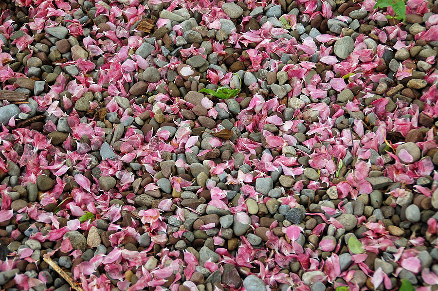 Pink Petals on Stones  Photograph by Aimee L Maher ALM GALLERY