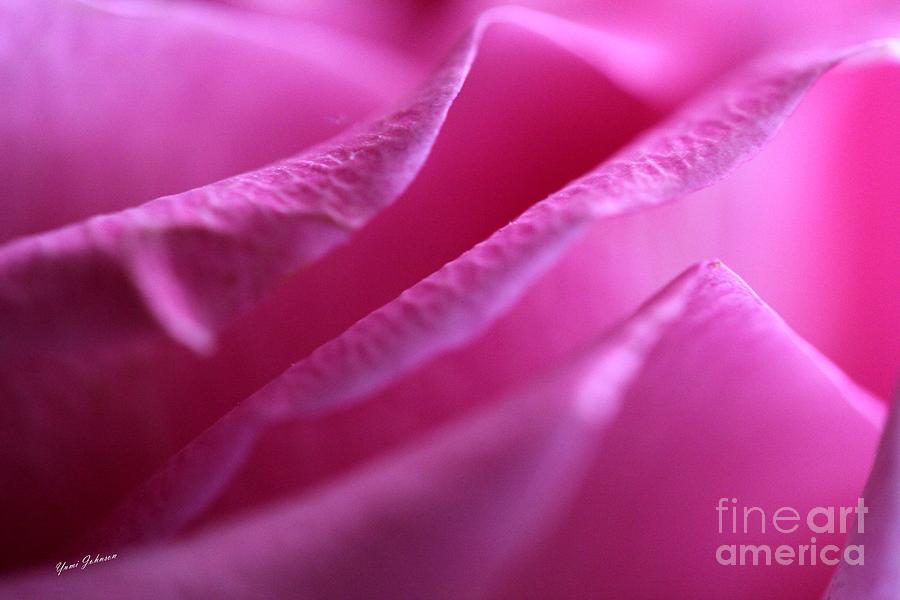 Pink Petals Photograph by Yumi Johnson
