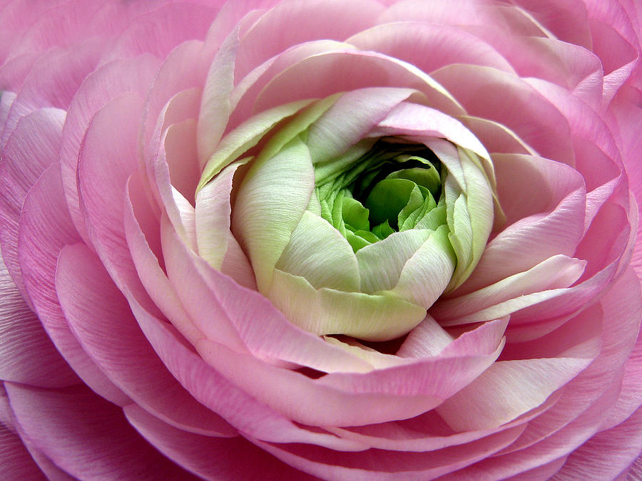 Flowers Photograph - Pink Petticoat by Jessica Jenney Flowers Photograph - Pink Petticoat by Jessica Jenney