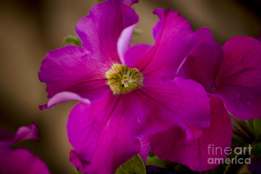 Pink Petunia Photograph by Ivete Basso Photography