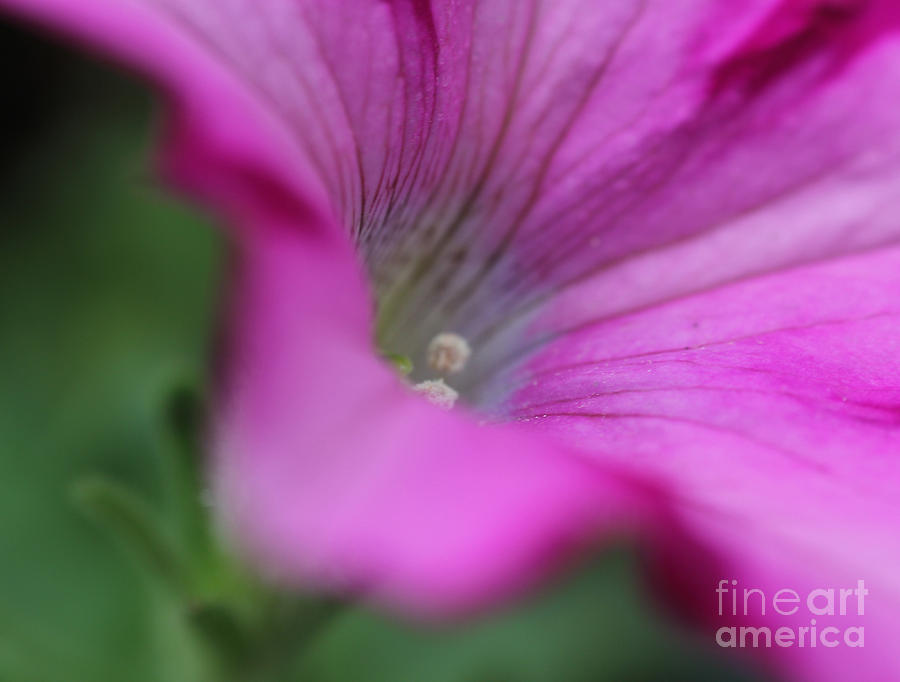 Pink Petunia Photograph by Rosemary Aubut
