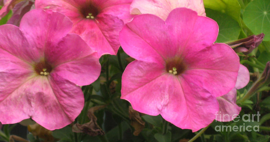 Pink Petunias - close up Photograph by Ellen Miffitt