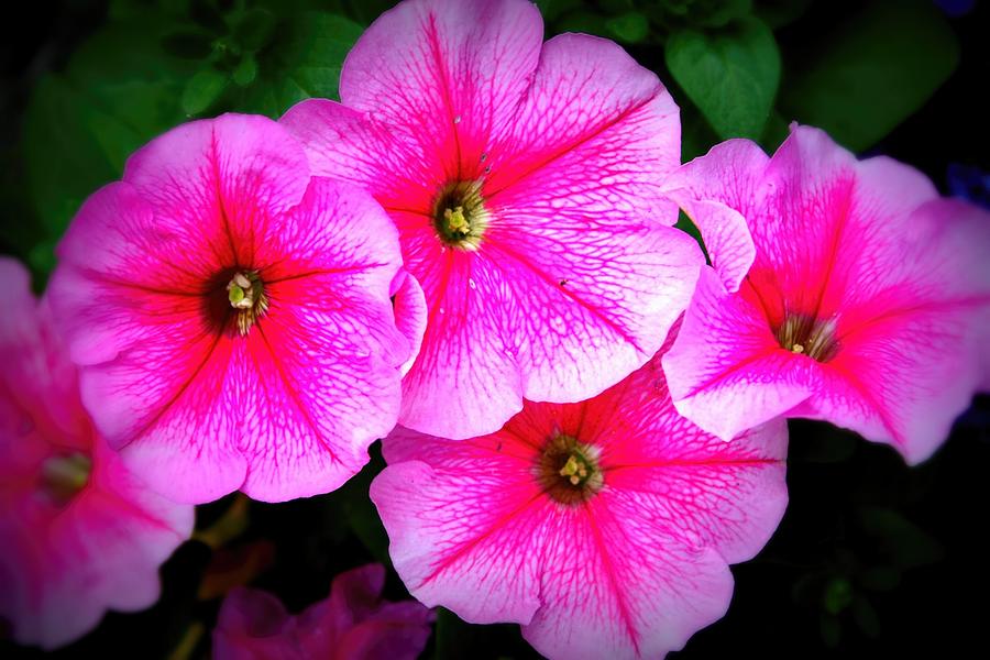 Pink Petunias Photograph by Amanda Stadther
