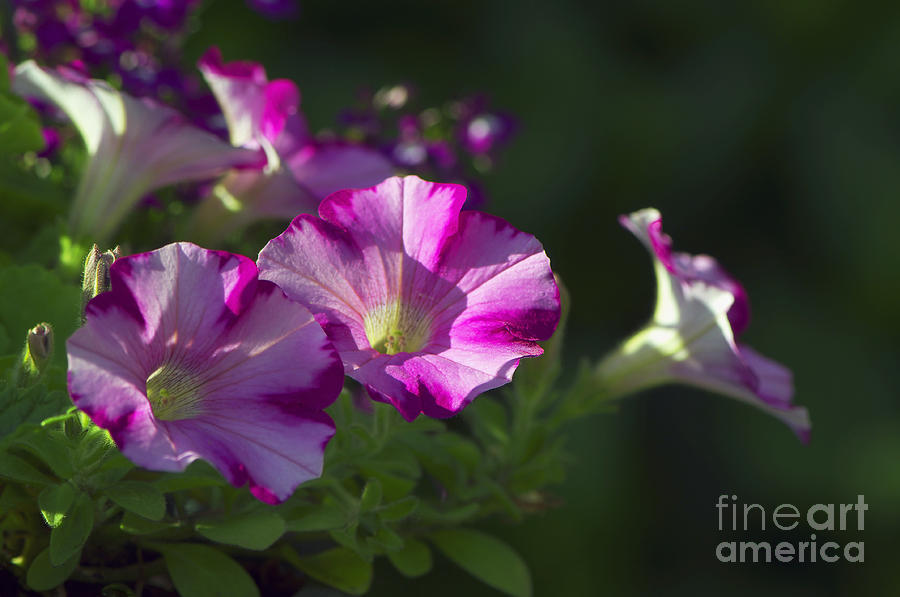 Pink Petunias Photograph by Sharon Talson