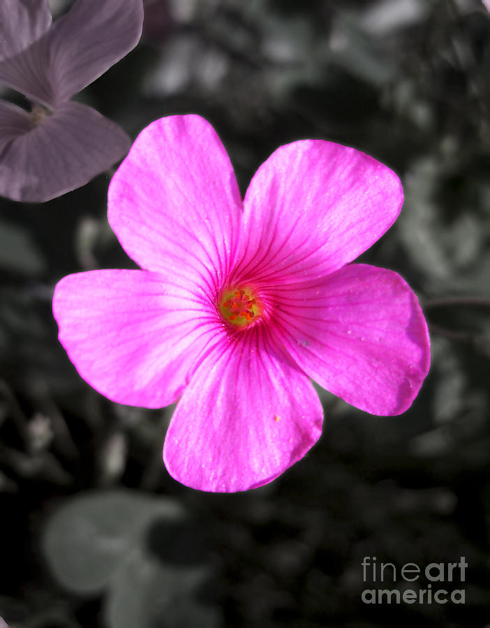 Pink Phlox Photograph by Nina Ficur Feenan