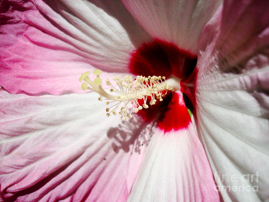 Pink Pie Plate Hibiscus Photograph by Sharon Woerner