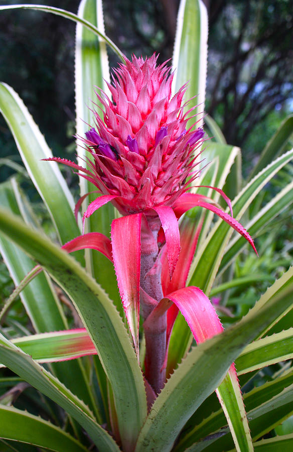 Nature Photograph - Pink Pineapple Bromeliad by Venetia Featherstone-Witty