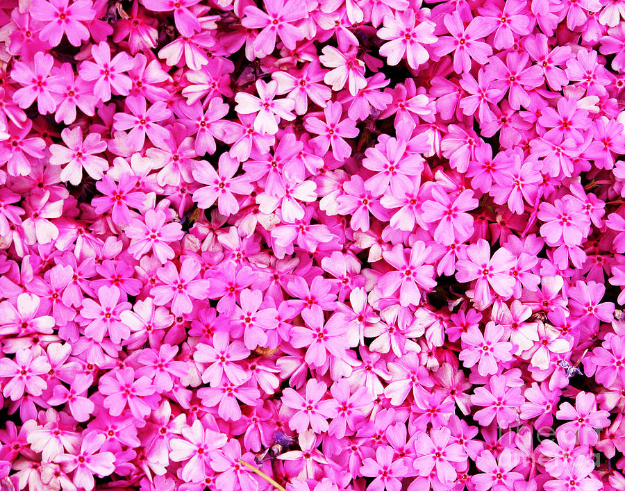 Pink Pink and More Pink Photograph by Larry Oskin